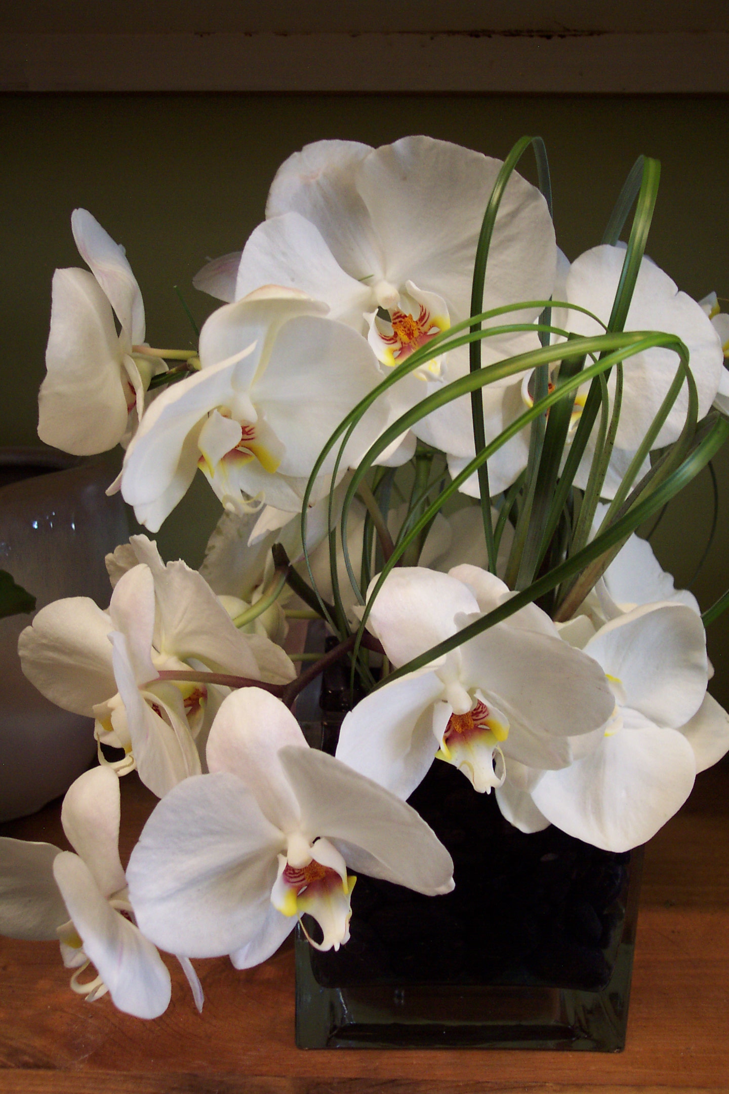 white phalaenopsis orchid