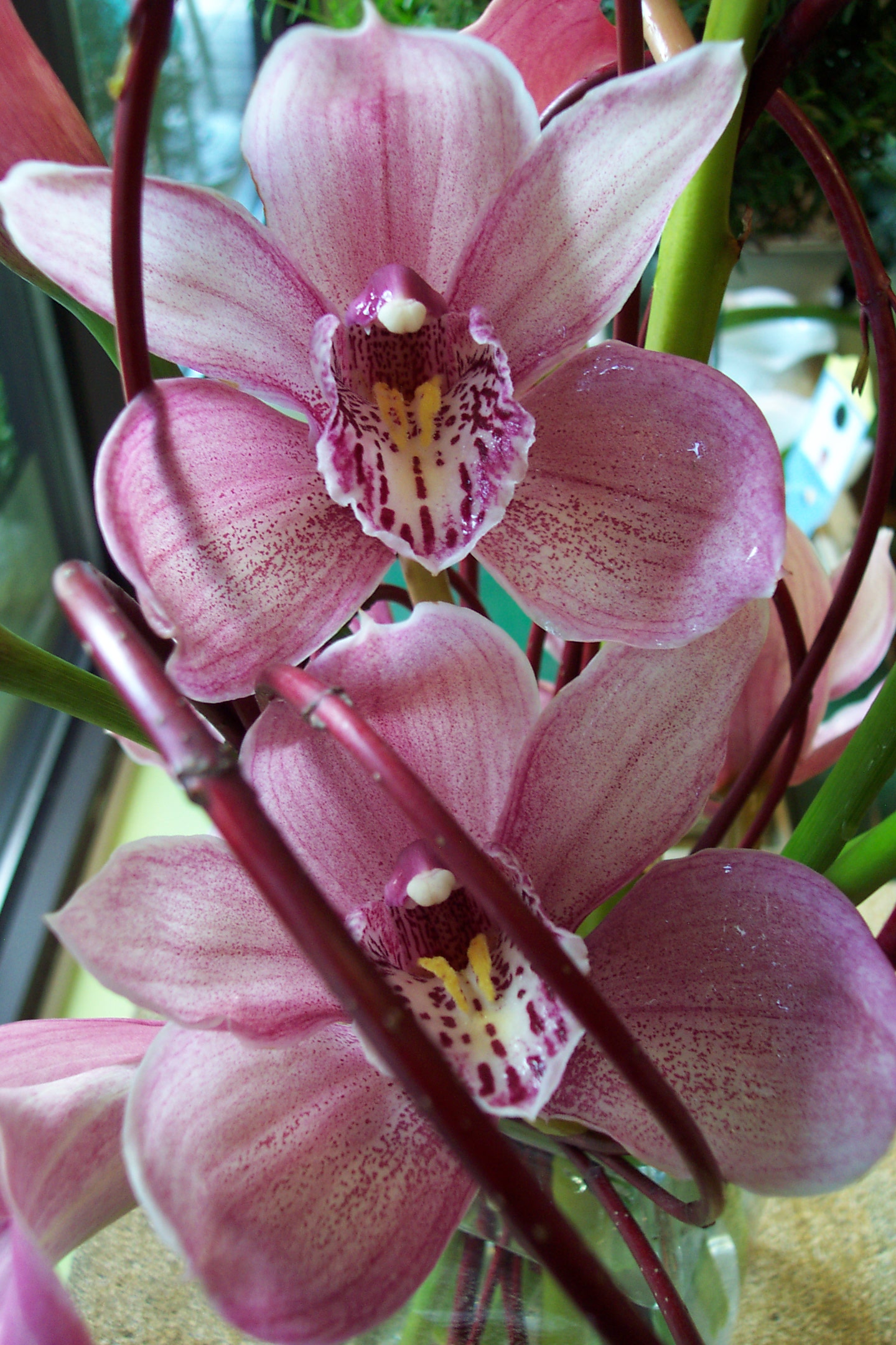 pink cymbidium orchid